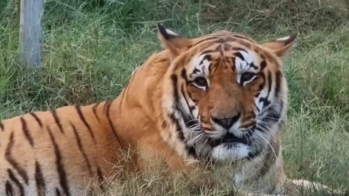 हरिद्वार टाइगर शिकार मामले में रिमांड पर आलम उर्फ फम्मी, क्राइम सीन रिक्रिएशन की तैयारी